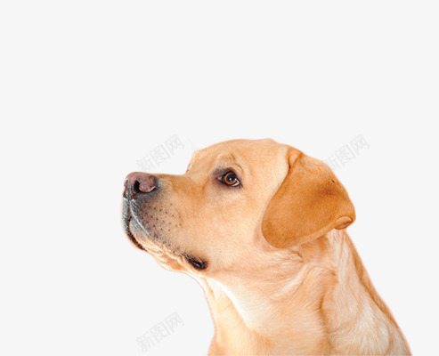 可爱的小狗片png免抠素材_新图网 https://ixintu.com 动物图片 狗鼻子 背景图片小狗 黄色的小狗图片