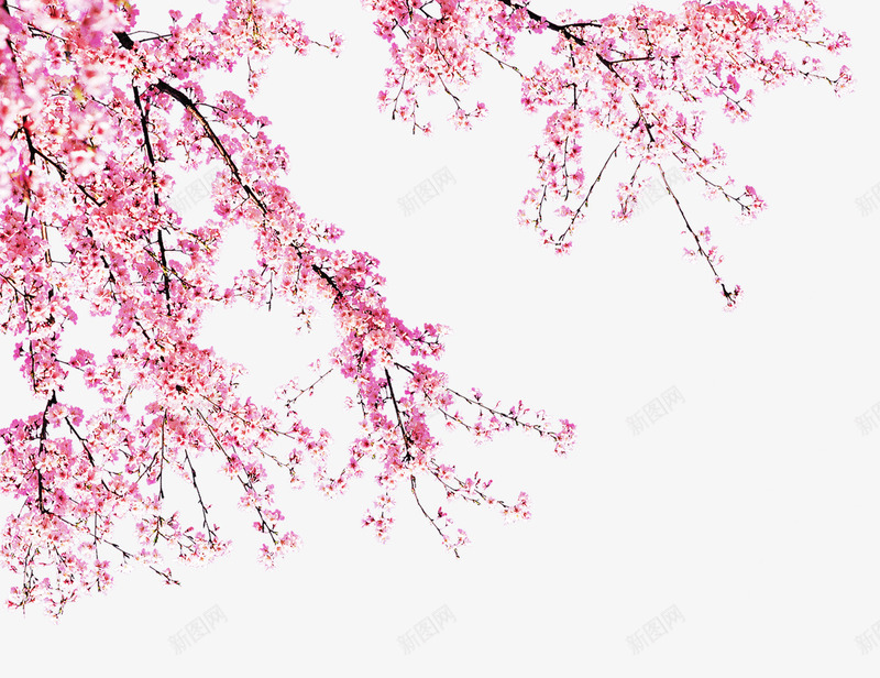 桃花盛开png免抠素材_新图网 https://ixintu.com 树枝 桃花 植物 粉色 背景边角装饰图案