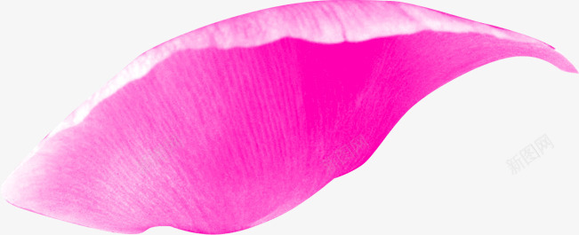单片的粉紫色玫瑰花瓣png免抠素材_新图网 https://ixintu.com 玫瑰 紫色 花瓣