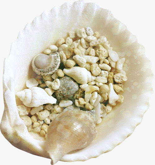 海贝png免抠素材_新图网 https://ixintu.com shell 产品实物 海鲜 贝壳 软体动物