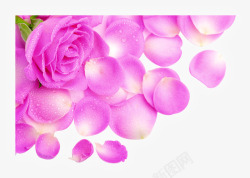 水珠粉色花朵花瓣素材