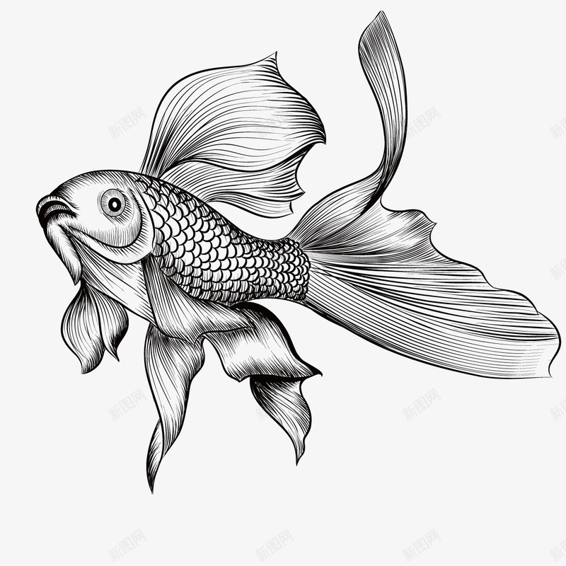手绘金鱼矢量图图标ai_新图网 https://ixintu.com 漂亮的鱼 观赏 金鱼PNG下载 铅画 矢量图