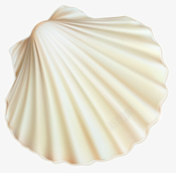 漂亮贝壳一个漂亮的白色贝壳抠图高清图片