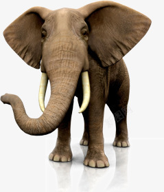 重量级大象高清图片