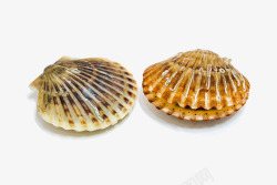蜯蛤海鲜贝壳高清图片