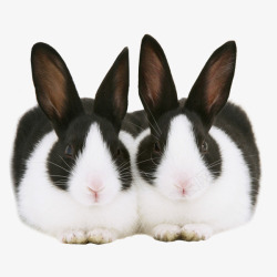 呆萌的垂耳兔呆萌兔子图形图像高清图片