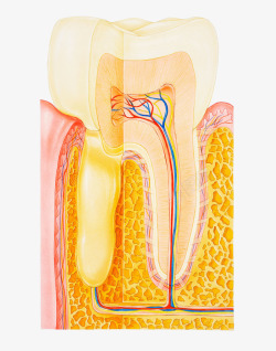 牙齿横断面卡通插画素材