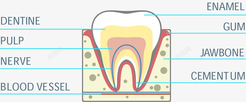 牙齿牙床横切面png免抠素材_新图网 https://ixintu.com 横切面 牙齿 蛀牙龋齿 说明 龋齿