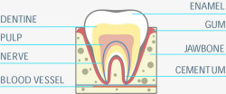 牙齿牙床横切面素材