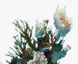 海世界图片素材海底世界高清图片