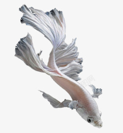 观赏鱼类游动的白锦鲤高清图片