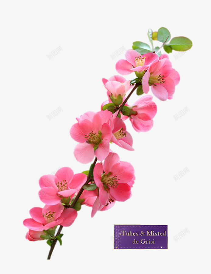 花草图案花卉png免抠素材_新图网 https://ixintu.com 创意花草图片 唯美花卉图片 手绘装饰 线描花卉 花卉矢量图 花卉矢量图素材 花卉线描