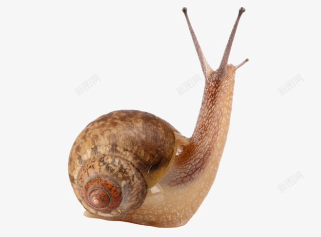 摄影褐色的小蜗牛png免抠素材_新图网 https://ixintu.com 摄影 蜗牛 蜗牛的房子 褐色