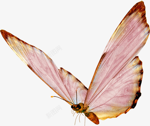 展翅的蝴蝶png免抠素材_新图网 https://ixintu.com 展翅的蝴蝶 昆虫 粉色 装饰