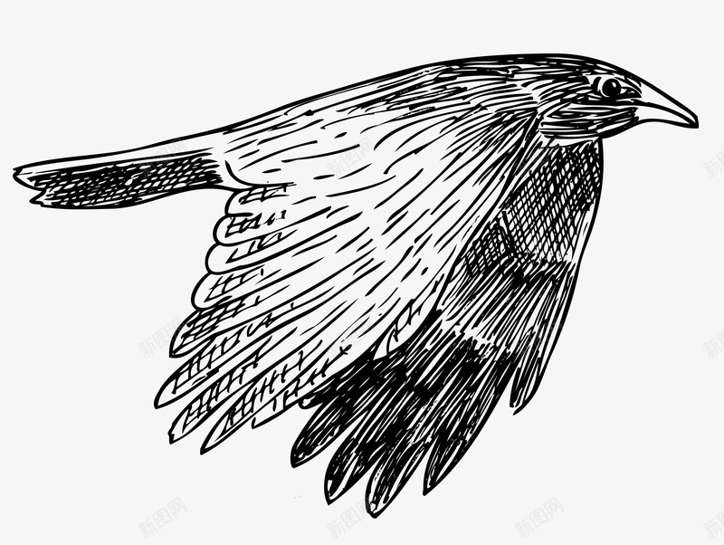 飞翔的乌鸦png免抠素材_新图网 https://ixintu.com 乌鸦 乌鸦飞过 动物 展翅 翅膀 飞翔 鸟儿