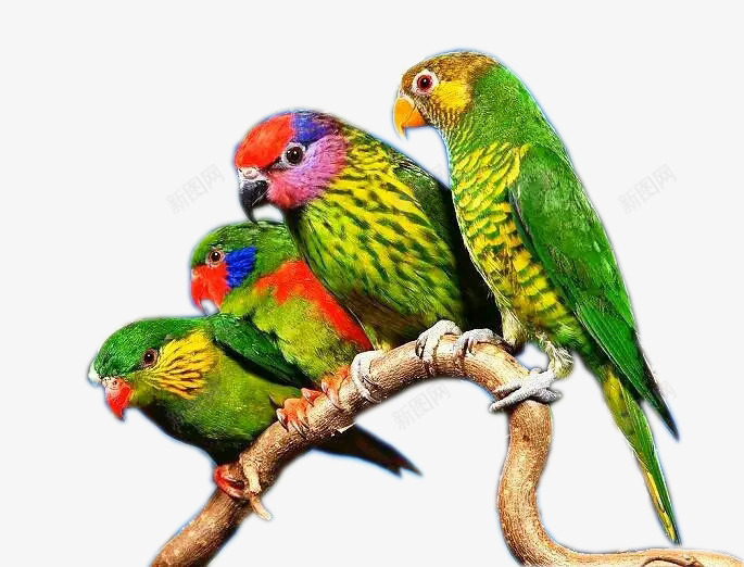树枝上的彩色鹦鹉png免抠素材_新图网 https://ixintu.com 彩色鹦鹉 绿色鹦鹉 鸟类与自然 鸟类保护