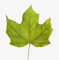 五角枫绿色植物青葱的静止的树叶实物高清图片
