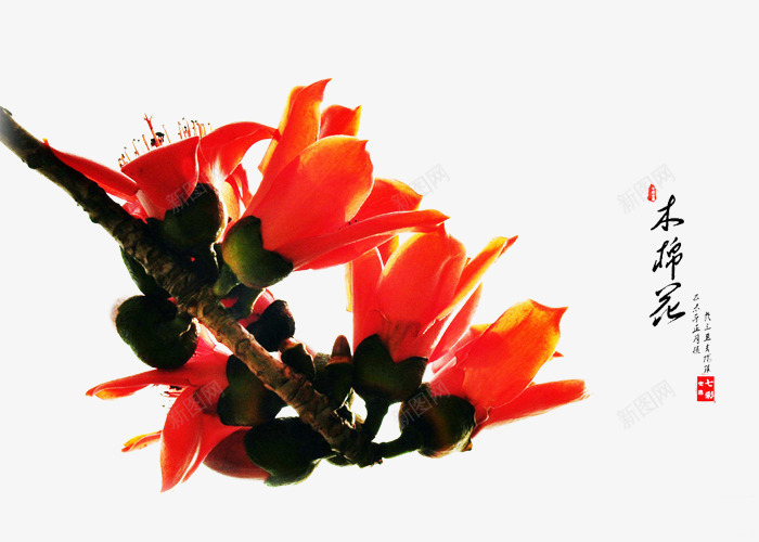 橙色木棉花带文字png免抠素材_新图网 https://ixintu.com 包装图案 文字 木棉 木棉花 木棉花树 植物 橙色 花朵 装饰 风景