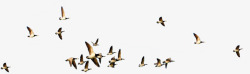 飞行旅行飞行群鸟高清图片