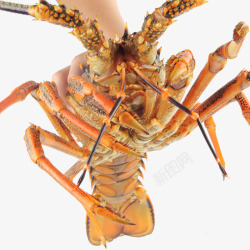 澳洲鲜活龙虾1000g澳洲鲜活大龙虾高清图片