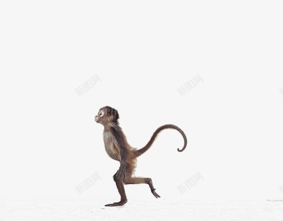 行走的小猴子png免抠素材_新图网 https://ixintu.com 双腿 小猴子 尾巴 水彩 灵敏 行走