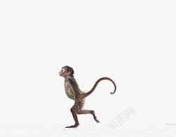 反应灵敏行走的小猴子高清图片