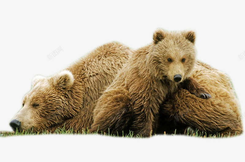 灰熊母子png免抠素材_新图网 https://ixintu.com 动物 大熊 小灰熊 小熊 抱着小熊的大熊 灰熊PNG 灰熊免扣 灰熊妈妈 灰熊母子矢量 肉食
