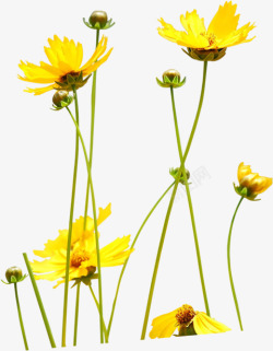 春季黄色雏菊花朵素材