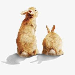 短尾可爱的两只棕色兔子高清图片