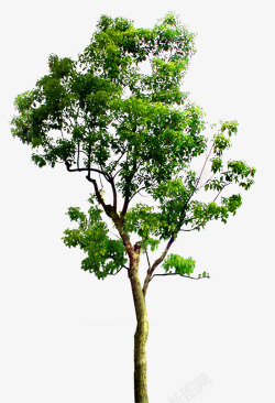 绿环保桃心树小白杨树高清图片