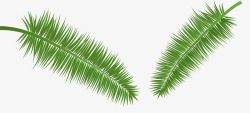 绿色的椰树椰子树叶子高清图片