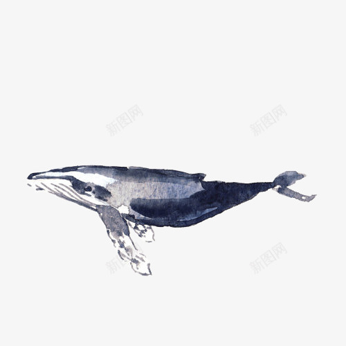 手绘一只蓝色座头鲸生物插画png免抠素材_新图网 https://ixintu.com 动物 唯美 座头鲸 手绘 手绘一只蓝色座头鲸生物插画设计免抠免费下载 插画 水彩 海洋 热带 物种 生物 素描鲸鱼 蓝色 鲸鱼