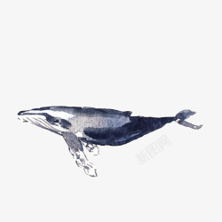 手绘一只蓝色座头鲸生物插画素材