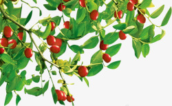 摘果实素材树枝上的樱桃高清图片