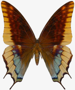 新奇物种珍惜蝴蝶标本实拍高清图片
