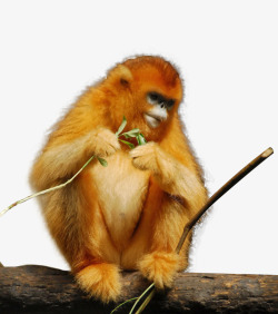 金丝猴野生动物高清图片