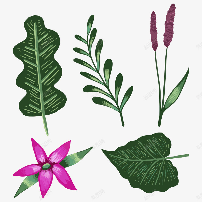 热带植物png免抠素材_新图网 https://ixintu.com 植物 热带 热带元素 热带植物 热带花 热带花草 紫色花朵 花朵 花草