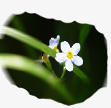 白花静静绽放孤独花高清图片