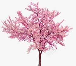 粉色的樱花树唯美樱花树高清图片