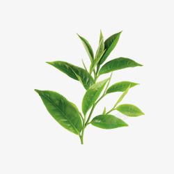 茶饮广告PNG绿色植物茶叶高清图片