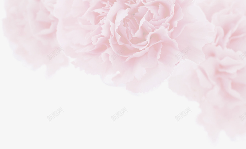 淡粉色花朵背景元素png免抠素材_新图网 https://ixintu.com 元素 粉色 背景 花朵