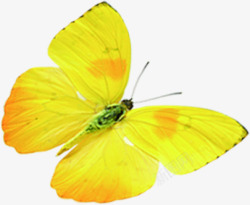 黄色纹理春季蝴蝶素材