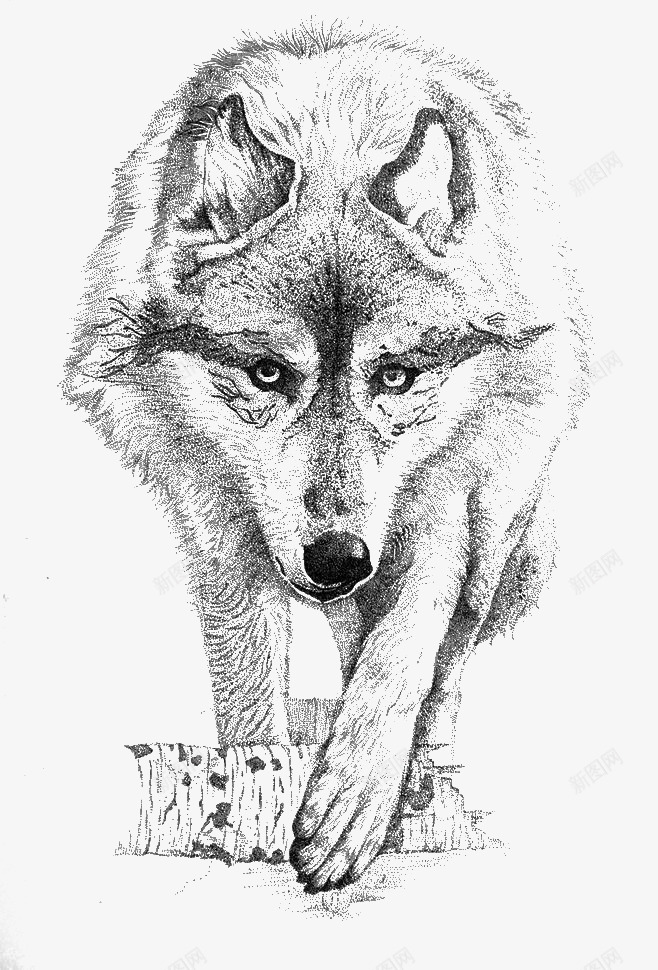 手绘的狼png免抠素材_新图网 https://ixintu.com PNG图形 凶恶 动物 头狼 手绘 独狼 狼 素描 装饰 黑白野狼