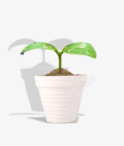 盆栽花草素材