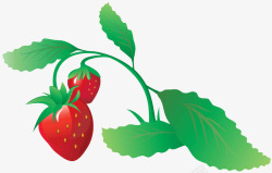 丰收草莓树叶子梗草莓果实与叶子高清图片
