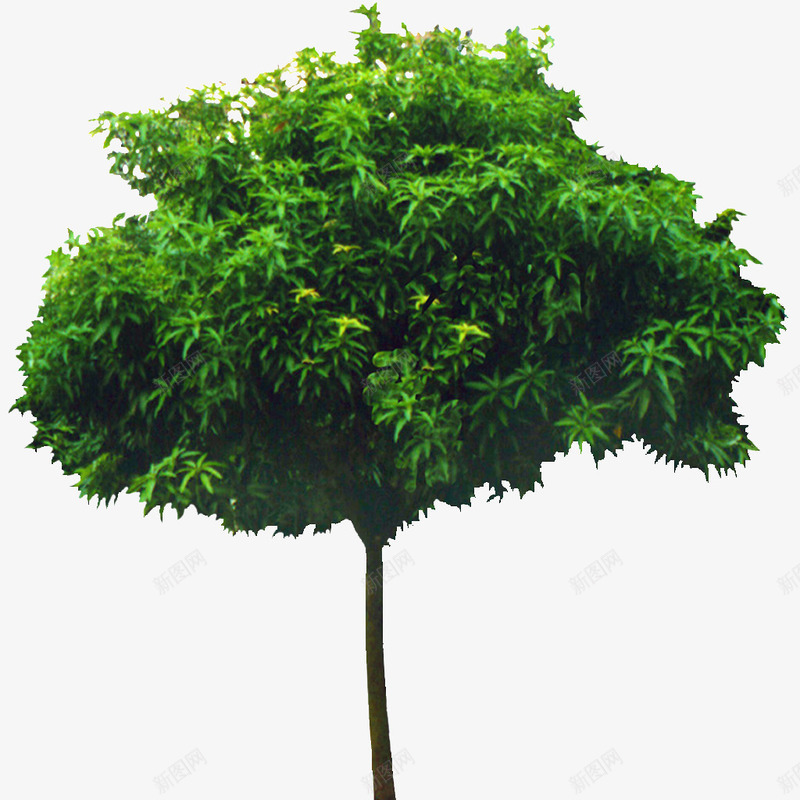 绿色植物背景树木png免抠素材_新图网 https://ixintu.com 树木 植物 自然 花草 鲜花