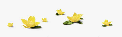 花卉水彩花卉png免抠素材_新图网 https://ixintu.com 水彩花卉 花卉标签 花卉素材 花草图案 装饰素材