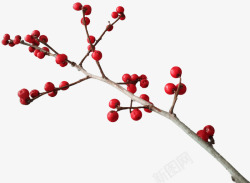 果子树枝枝干上的红果高清图片