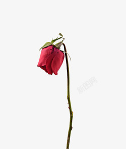 花盒红色的花一朵凋谢的玫瑰花高清图片