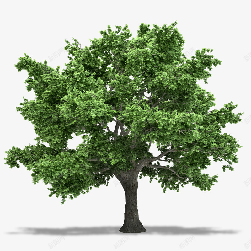 绿的大树植物水彩png免抠素材_新图网 https://ixintu.com 免抠图 大树 效果图 树木 绿树 装饰图 装饰画